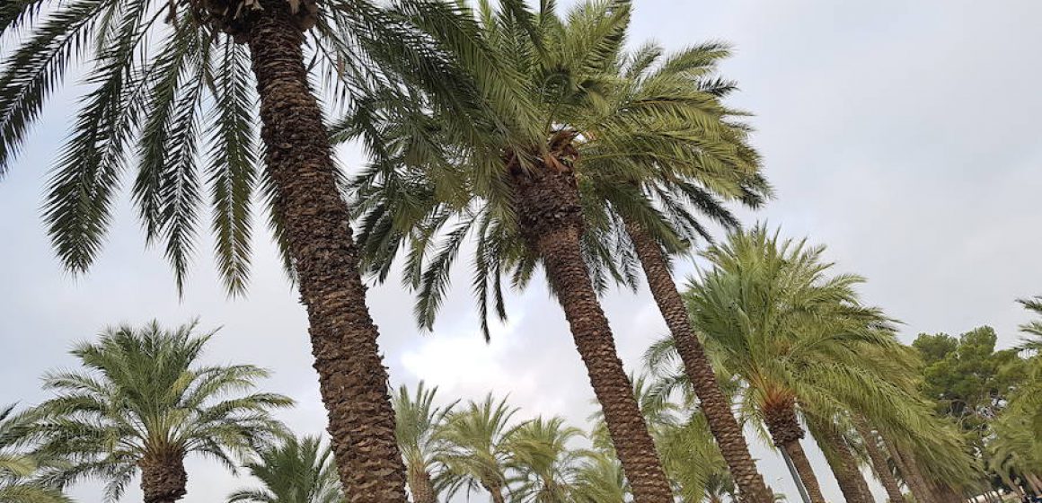 Alzira combat el morrut roig a les palmeres en un sistema no contaminant