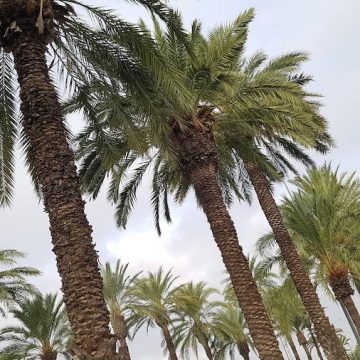 Alzira combat el morrut roig a les palmeres en un sistema no contaminant