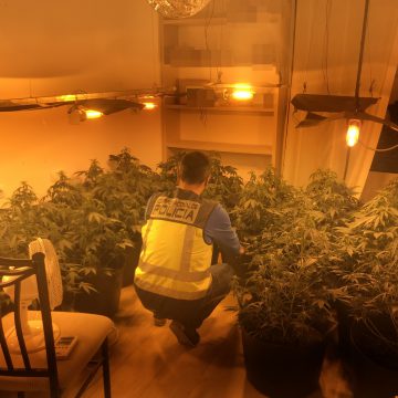 Detingut a Gandia per ocultar una plantació de marihuana a sa casa