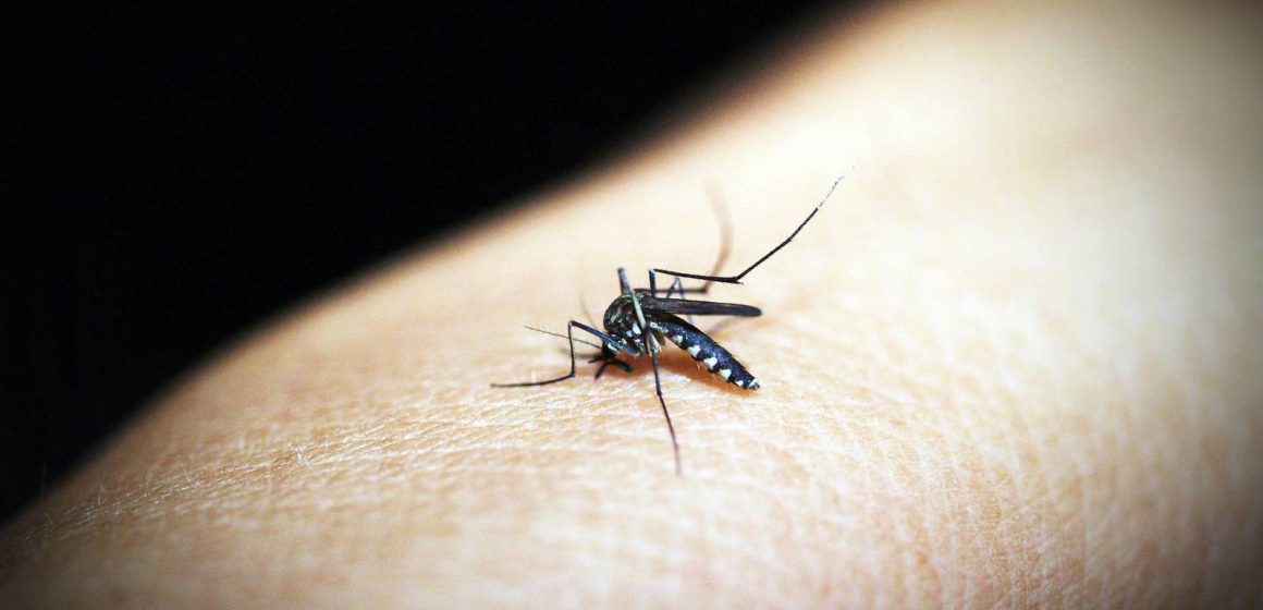 Cs Alzira demana que es mantinga la lluita contra el mosquit tigre i la mosca negra