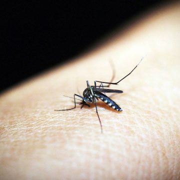 Cs Alzira demana que es mantinga la lluita contra el mosquit tigre i la mosca negra