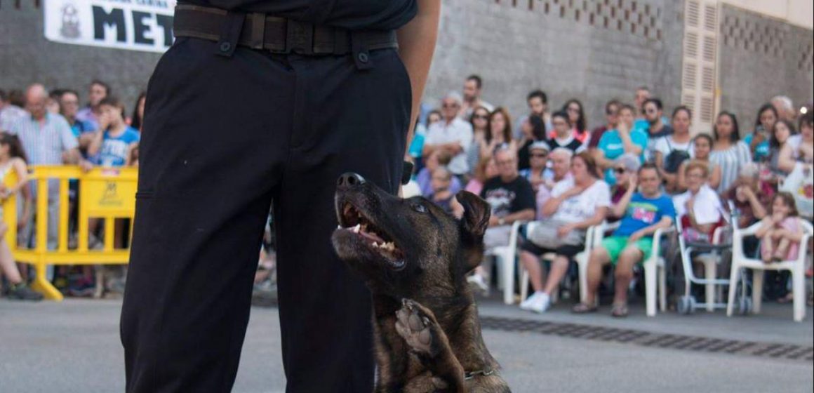 Dos policies locals de Gandia posen a disposició els seus gossos per a crear una unitat canina