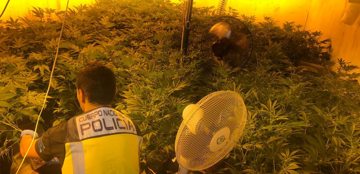 La Policia Nacional desmantella un laboratori dedicat al cultiu de marihuana i deté a tres persones a Daimús