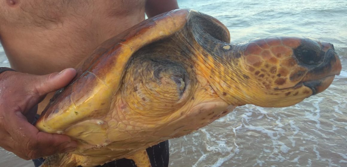 Banyistes de Gandia troben una tortuga amb les potes davanteres amputades per xarxes de pescadors
