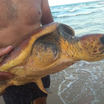Banyistes de Gandia troben una tortuga amb les potes davanteres amputades per xarxes de pescadors