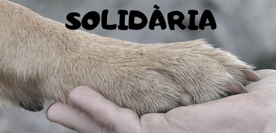 Alzira celebra la Fira Animalista Solidària