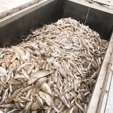 Cullera retira 11.000 quilos de peix mort de les seues platges