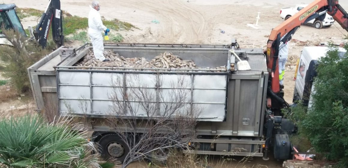 La retirada de peix mort a Cullera ascendix fins als 25.000 quilos