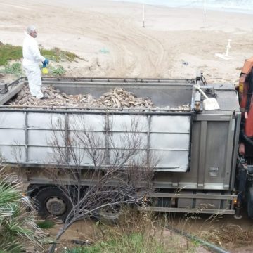 La retirada de peix mort a Cullera ascendix fins als 25.000 quilos