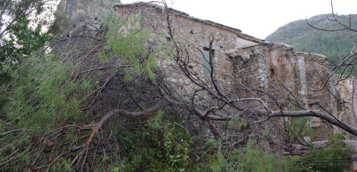Alzira retira els arbres que han danyat el Monestir de la Murta