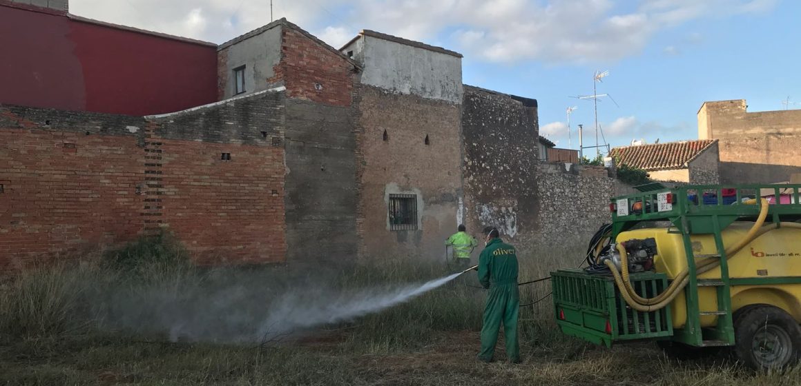 Comença la campanya de tractament contra el mosquit tigre a Carcaixent