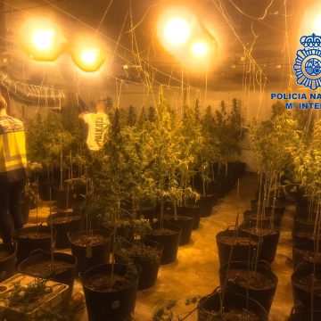 La Policia Nacional desmantella una plantació de marihuana en una nau industrial de Gandia