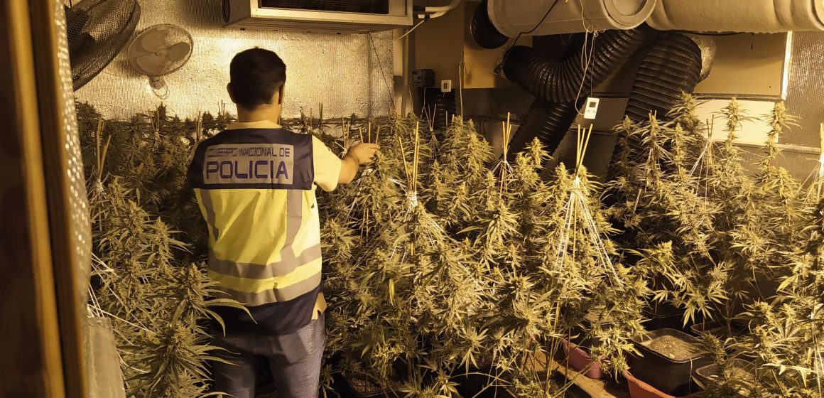 La Policia Nacional desmantella en Gandia una plantació de marihuana i deté a dues persones