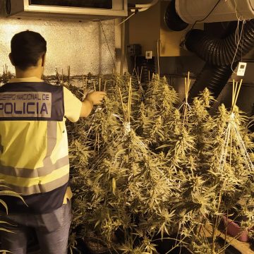La Policia Nacional desmantella en Gandia una plantació de marihuana i deté a dues persones