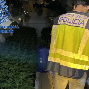 Policia Nacional deté a dos homes en el barri del Xenillet i desmantella una plantació de marihuana de més de 1600 plantes