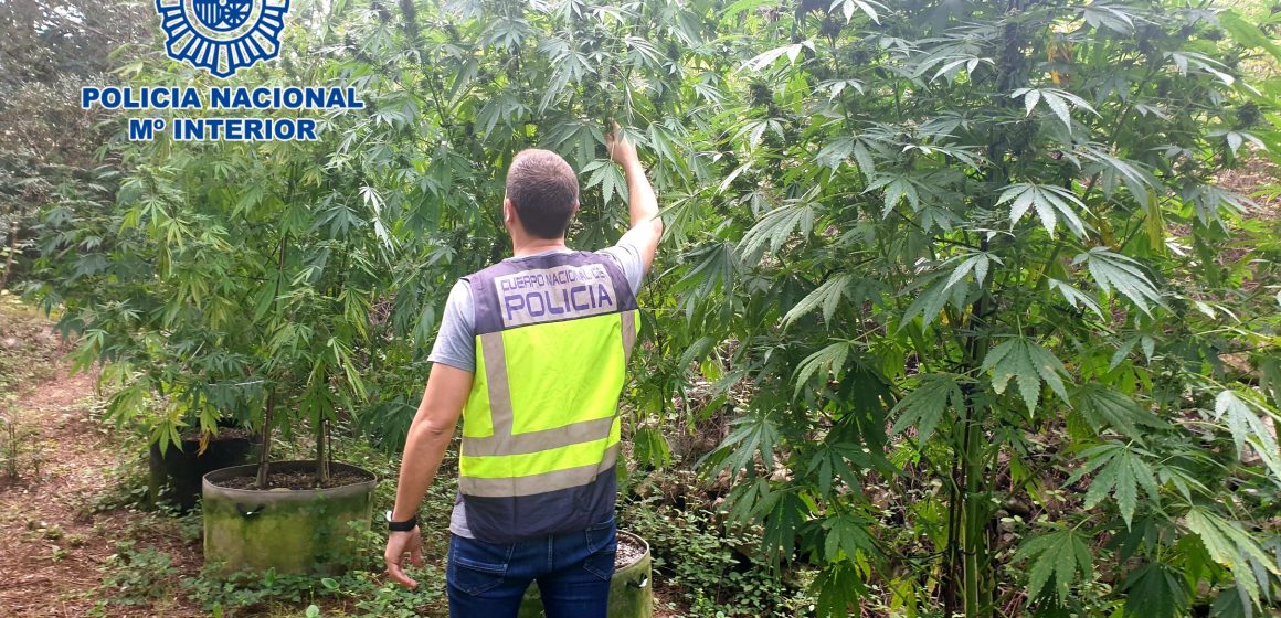 Desmantellada una plantació de Marihuana a Gandia